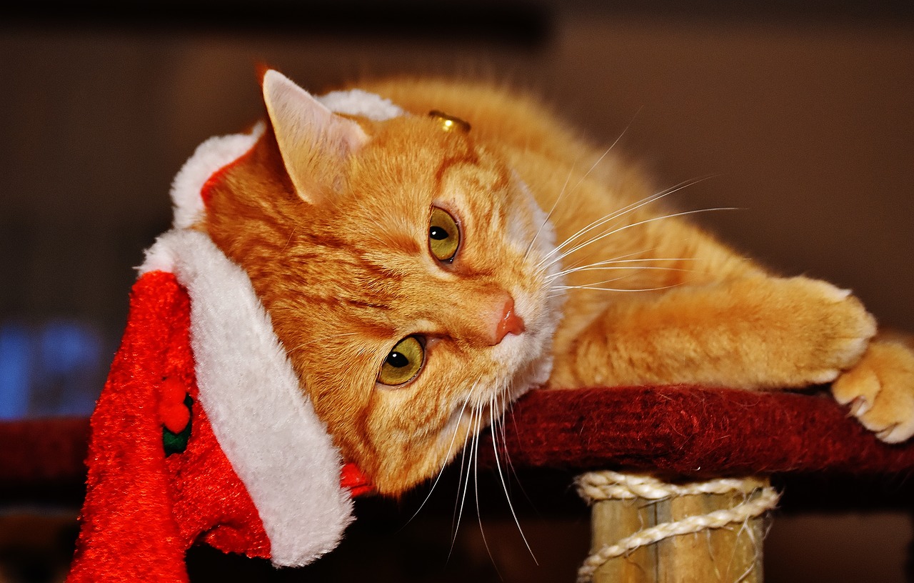 С Рождеством котики рыжие
